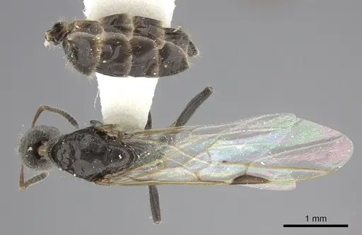 Azteca angusticeps - JTLC000009515