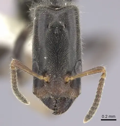 Azteca angusticeps - JTLC000009515