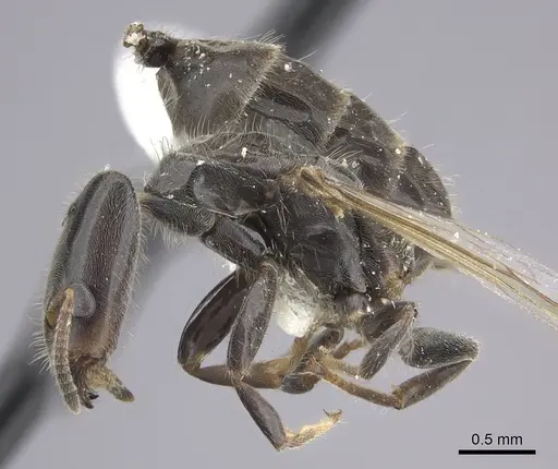 Azteca angusticeps - JTLC000009515