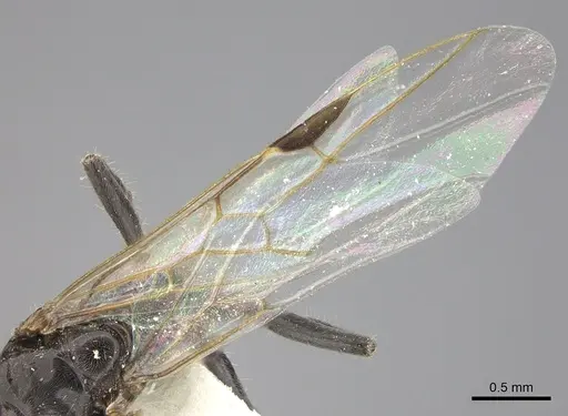 Azteca angusticeps - JTLC000009515