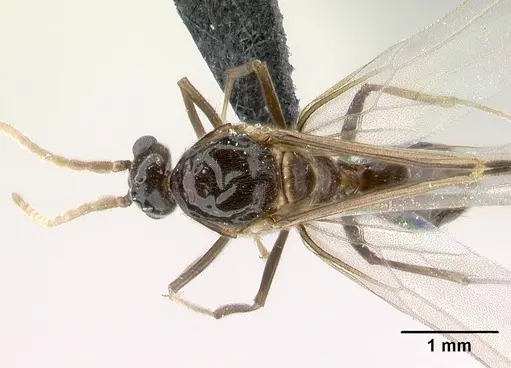 Azteca aragua specimen