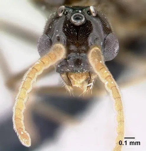 Azteca aragua specimen