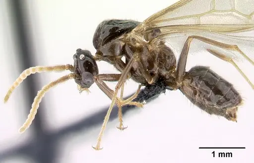 Azteca aragua specimen