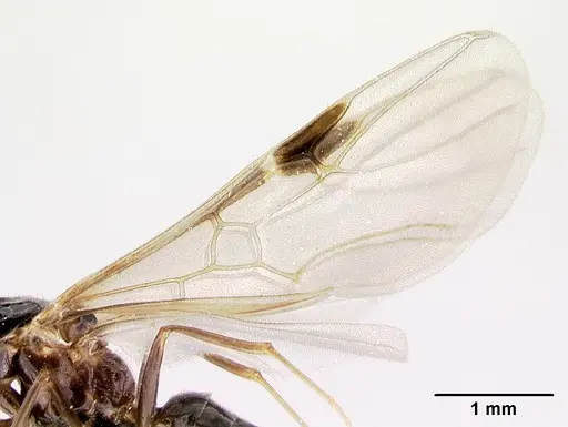 Azteca aragua - CASENT0188845