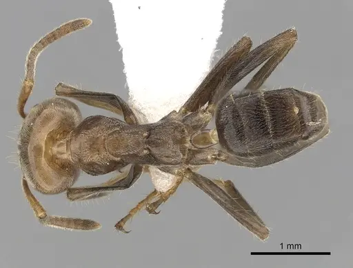 Azteca aragua - CASENT0249531