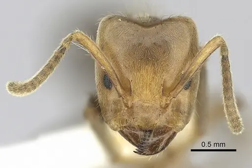 Azteca aragua - CASENT0249531