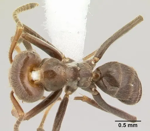 Azteca aragua - CASENT0610338