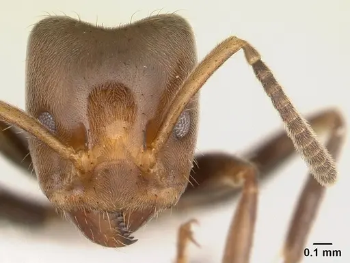 Azteca aragua - CASENT0610338