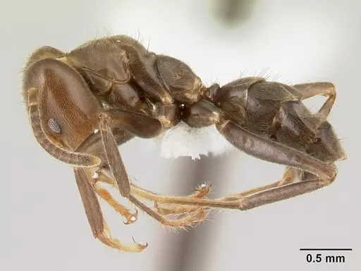 Azteca aragua - CASENT0610338