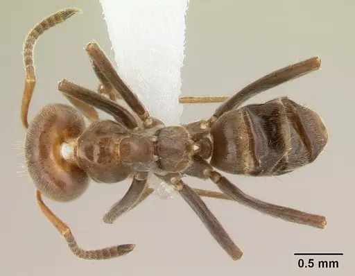 Azteca aragua - CASENT0610339