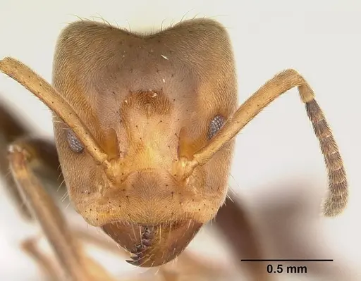 Azteca aragua - CASENT0610339