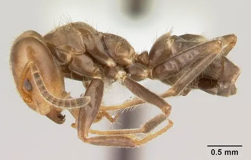 Azteca aragua - CASENT0610339