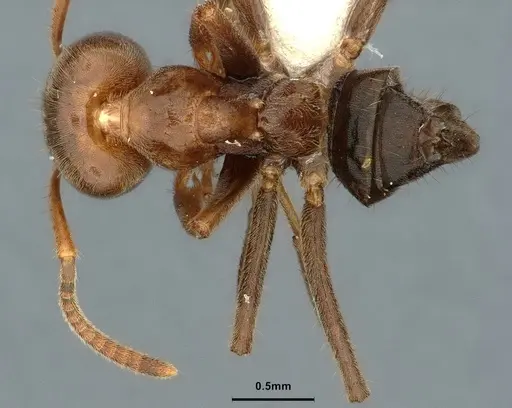 Azteca aragua - CASENT0886026