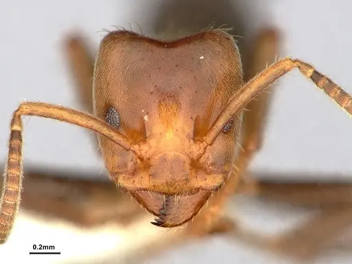 Azteca aragua - CASENT0886026