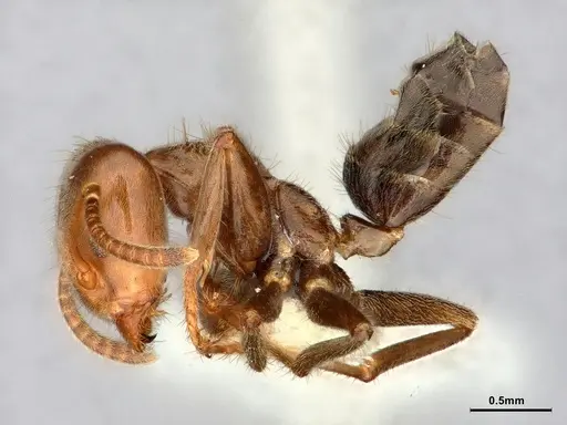 Azteca aragua - CASENT0886026