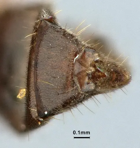 Azteca aragua - CASENT0886026