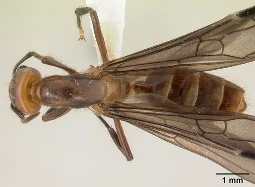 Azteca aragua - JTLC000015041