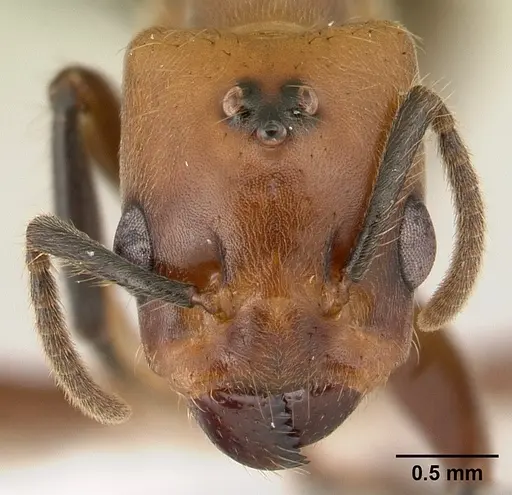 Azteca aragua - JTLC000015041