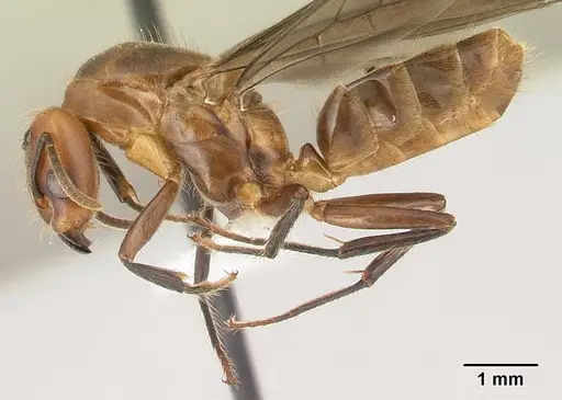 Azteca aragua - JTLC000015041