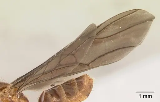 Azteca aragua - JTLC000015041