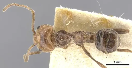 Azteca aurita specimen