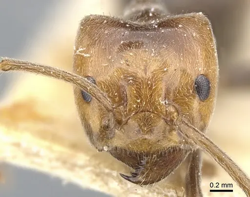 Azteca aurita specimen