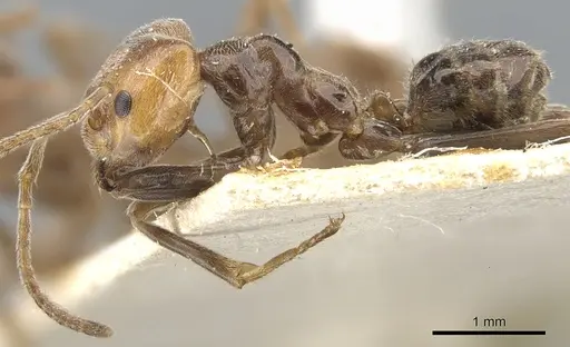 Azteca aurita specimen