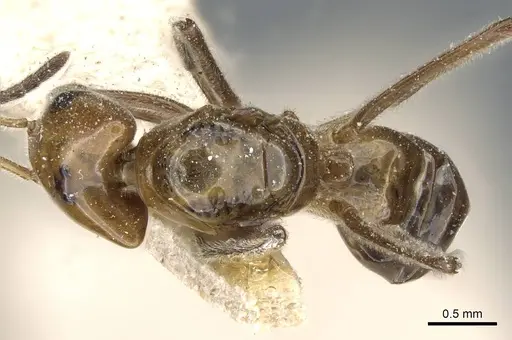 Azteca aurita - CASENT0905107