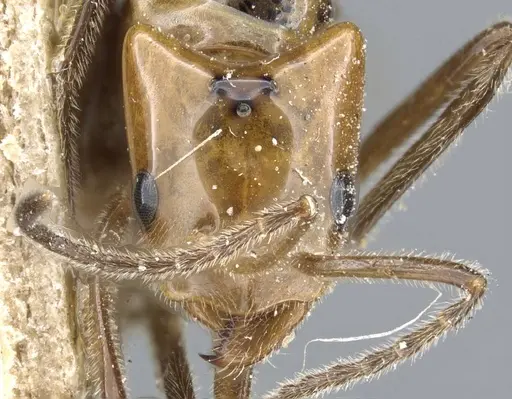 Azteca aurita - CASENT0905107