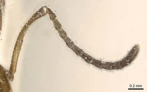 Azteca aurita - CASENT0905107