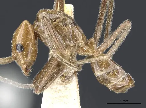 Azteca aurita - CASENT0905107