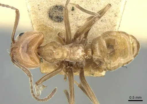 Azteca aurita - CASENT0906233