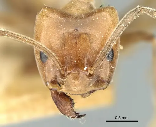 Azteca aurita - CASENT0906233