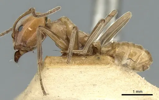 Azteca aurita - CASENT0906233