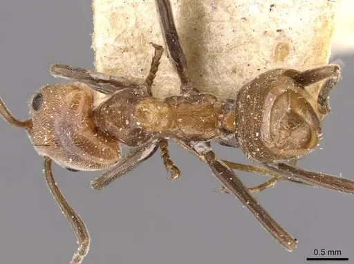 Azteca aurita - CASENT0909598