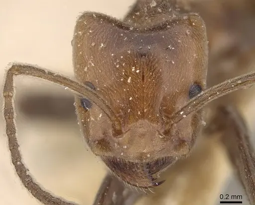 Azteca aurita - CASENT0909598