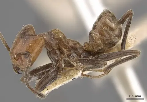 Azteca aurita - CASENT0909598