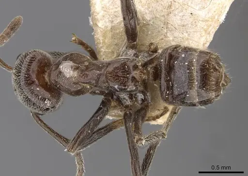 Azteca aurita - CASENT0909599