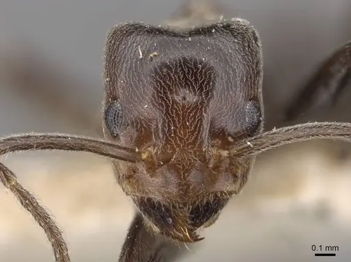 Azteca aurita - CASENT0909599