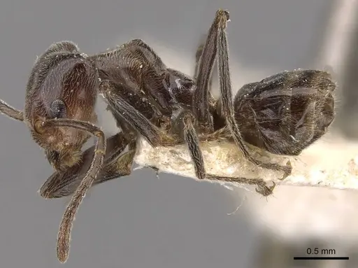 Azteca aurita - CASENT0909599