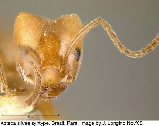 Azteca aurita - JTL073590