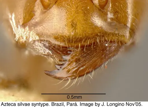 Azteca aurita - JTL073590