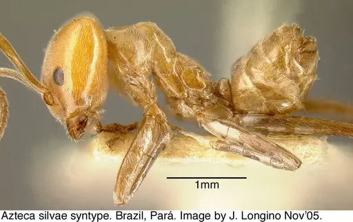 Azteca aurita - JTL073590