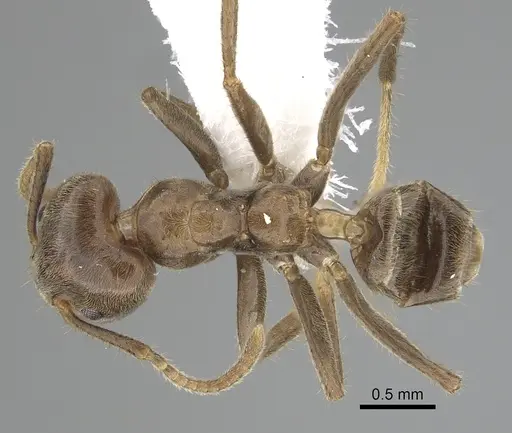 Azteca australis specimen