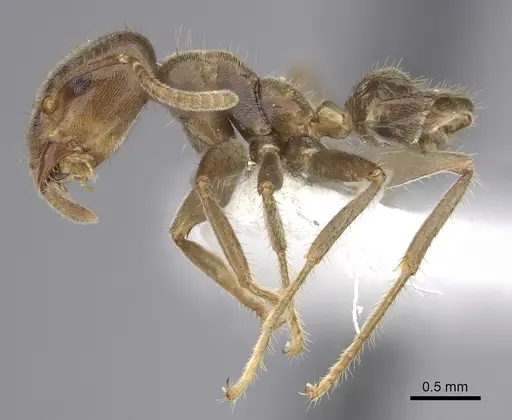 Azteca australis specimen