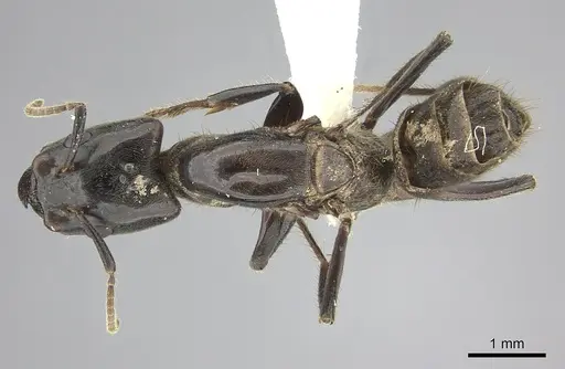 Azteca australis - CASENT0249592