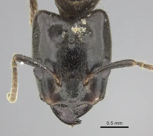 Azteca australis - CASENT0249592