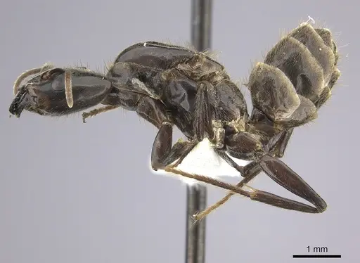 Azteca australis - CASENT0249592