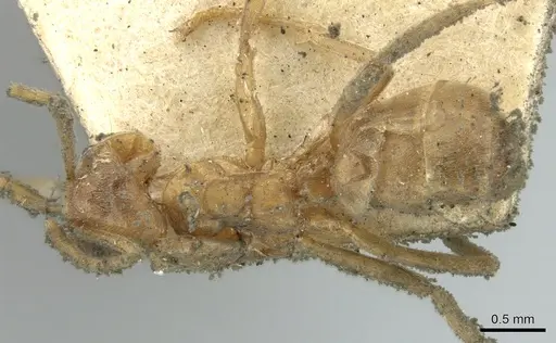 Azteca barbifex specimen