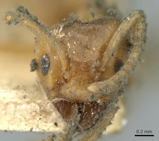 Azteca barbifex specimen